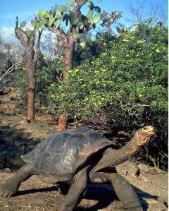 Galapagos Galapagos Turtle