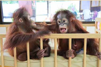 orangutan babies