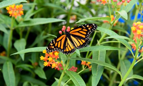 Butterfly Conservatory Niagara