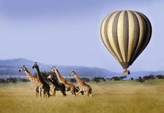 Serengeti Hot Air Balloons