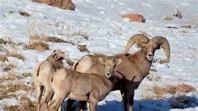 Big Horn Sheep