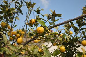 Lemon orchard in Ravello