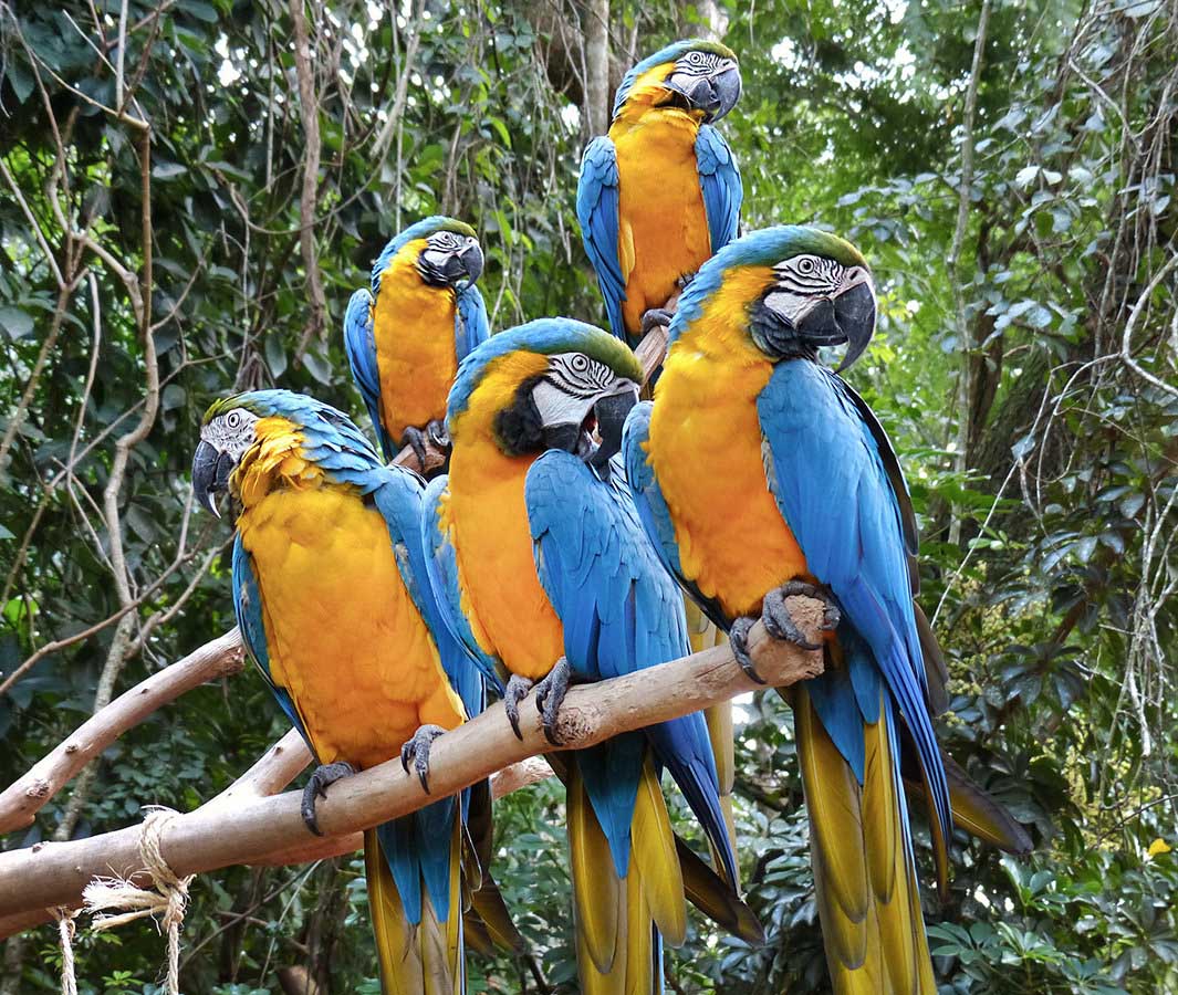 Bird Park Iguazau