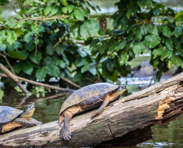 tortuguero turtles