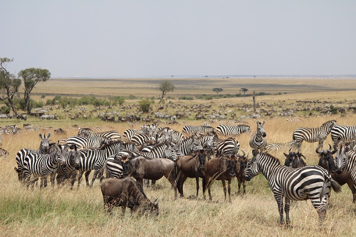 Masai Mara Kenya