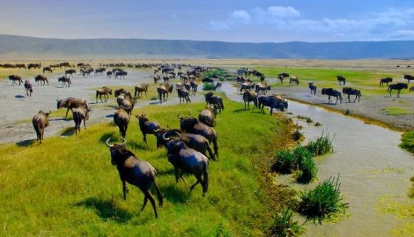 Ngorongoro crater