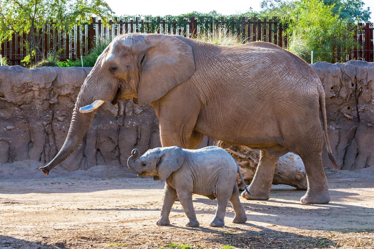 Elephants zoo