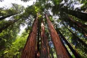 Muir woods