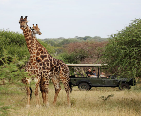 Giraffes