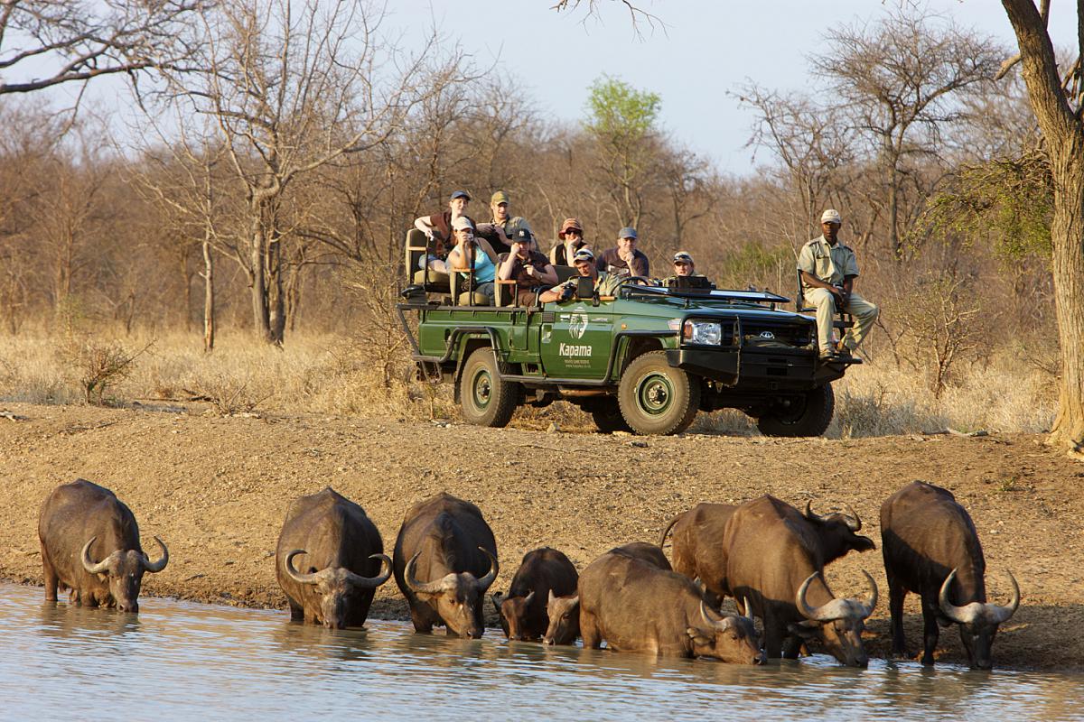 Water Buffalo