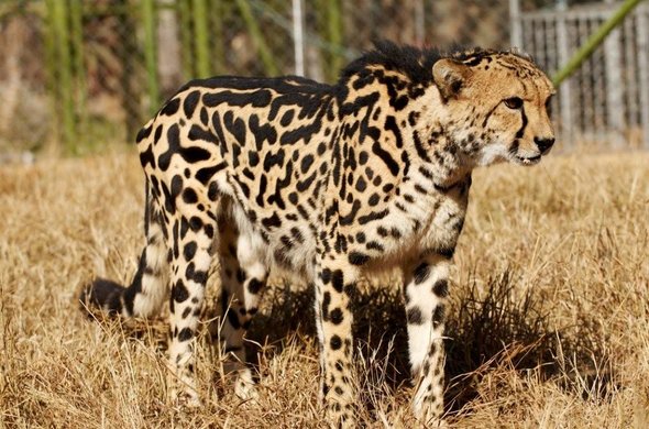 hoedspruit endangered species centre