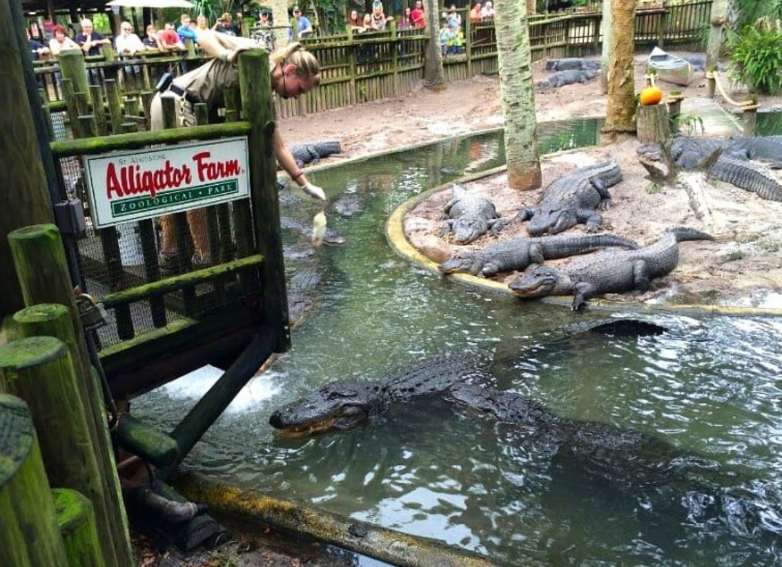 Alligator Farm St Augustine