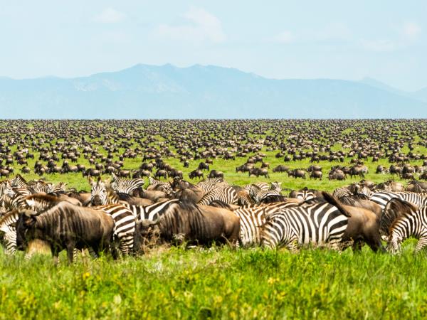 Central Serengeti