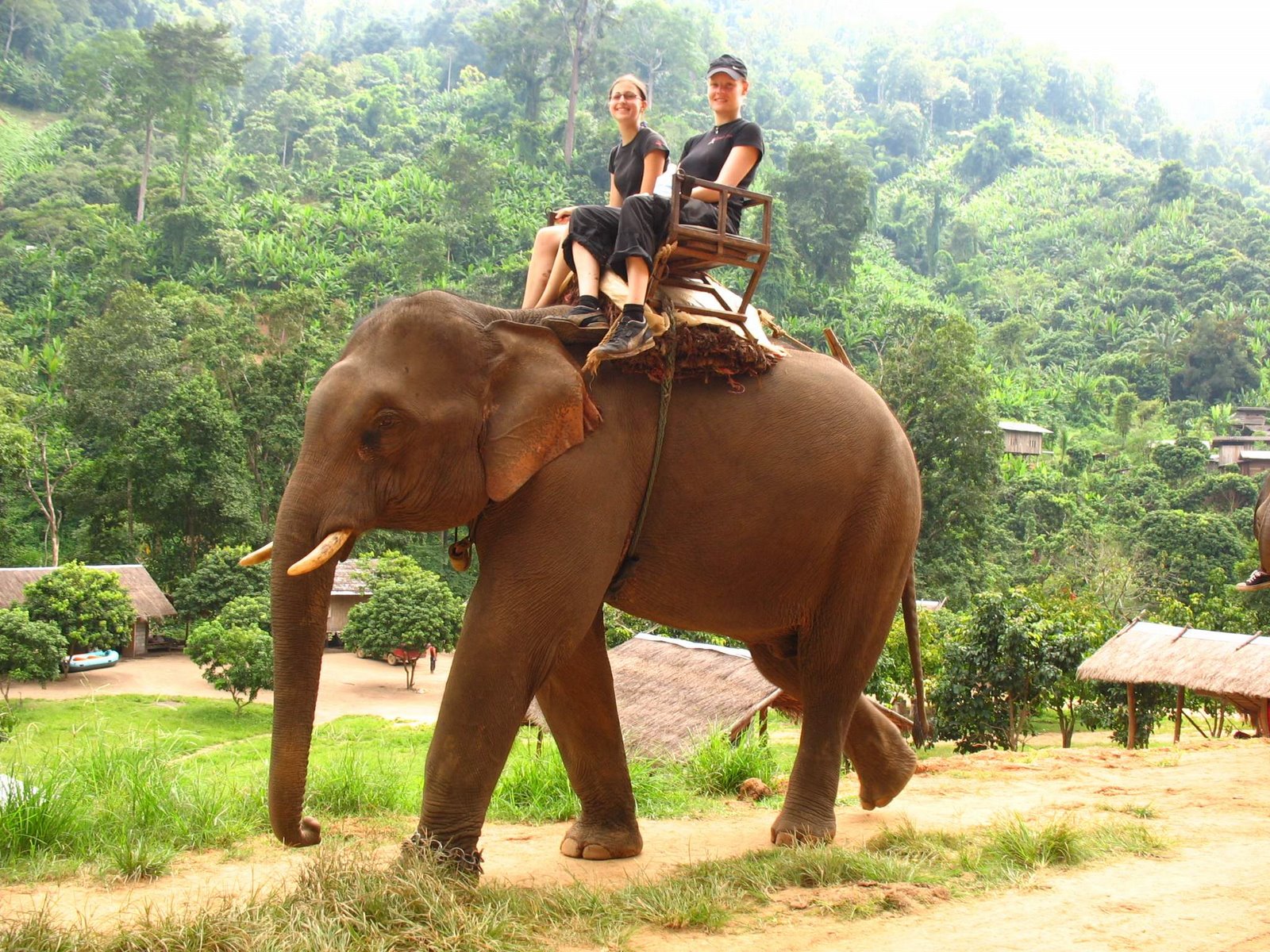 Elephant ride