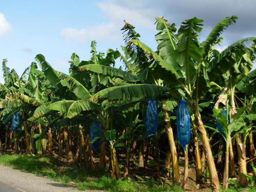 banana plantation