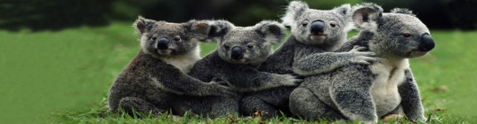 Australia New Years image4 - slideshow