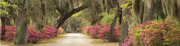 Savannah-Slideshow2