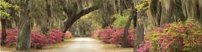 Savannah-Slideshow2