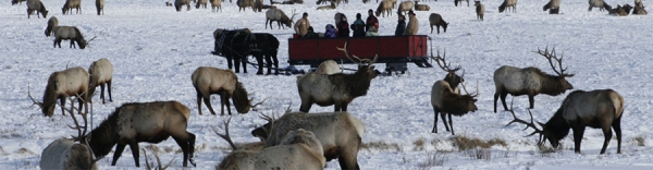 Yellowstone &amp; Grand Teton National Parks -slideshow3