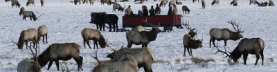 Yellowstone &amp; Grand Teton National Parks -slideshow3