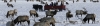 Yellowstone &amp; Grand Teton National Parks -slideshow3