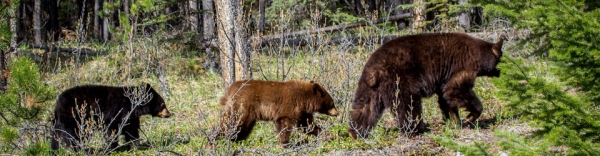 Banff Canada - slideshow3