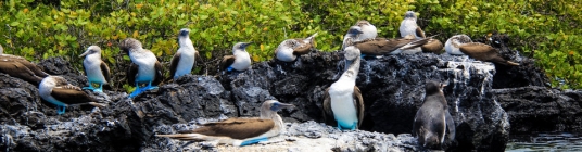 galapagos islands image1 - slideshow