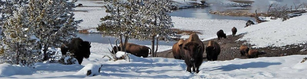 Yellowstone &amp; Grand Teton National Parks -slideshow1