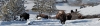 Yellowstone &amp; Grand Teton National Parks -slideshow1