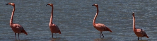 galapagos islands image2- slideshow
