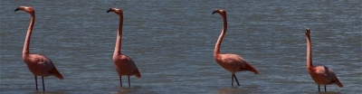 galapagos islands image2- slideshow