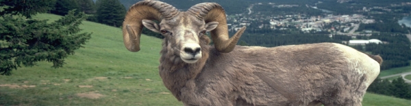 Banff Canada - slideshow5