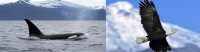 Alaska Glacier Cruise-Slideshow6